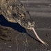 dragon_komodo_hsb_rinca_v_1039_kom2816.jpg